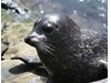 Photo of Phoca vitulina